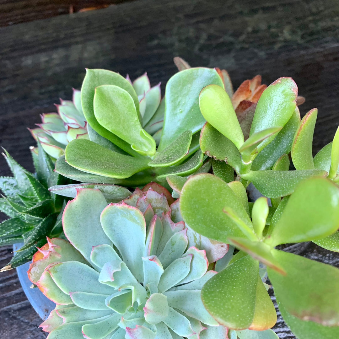 Succulent Combo ~ Assorted Succulents - Cactus Bowl-ServeScape