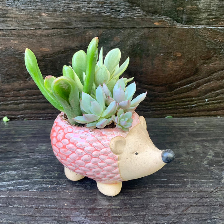 Succulent Combo ~ Assorted Succulents - Hedgehog-ServeScape