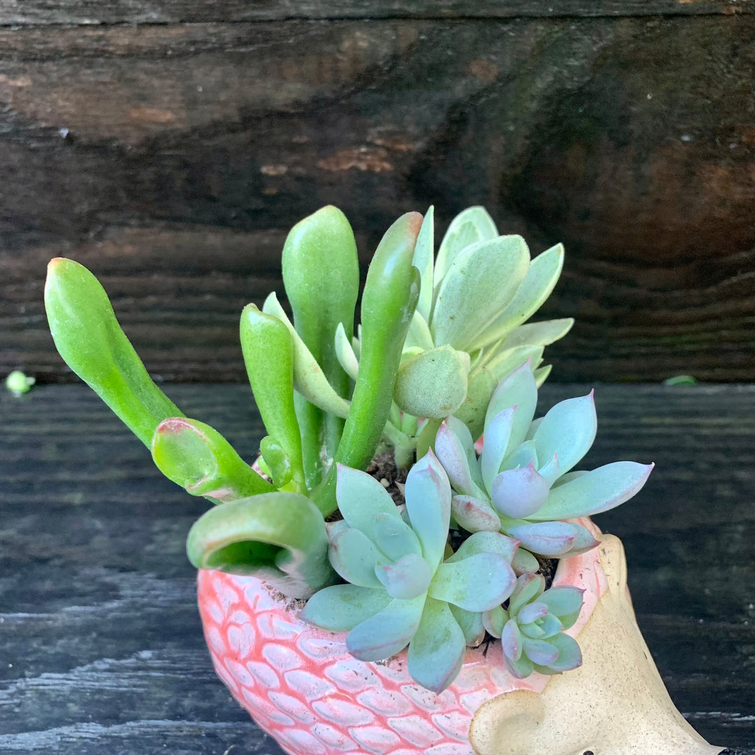 Succulent Combo ~ Assorted Succulents - Hedgehog-ServeScape