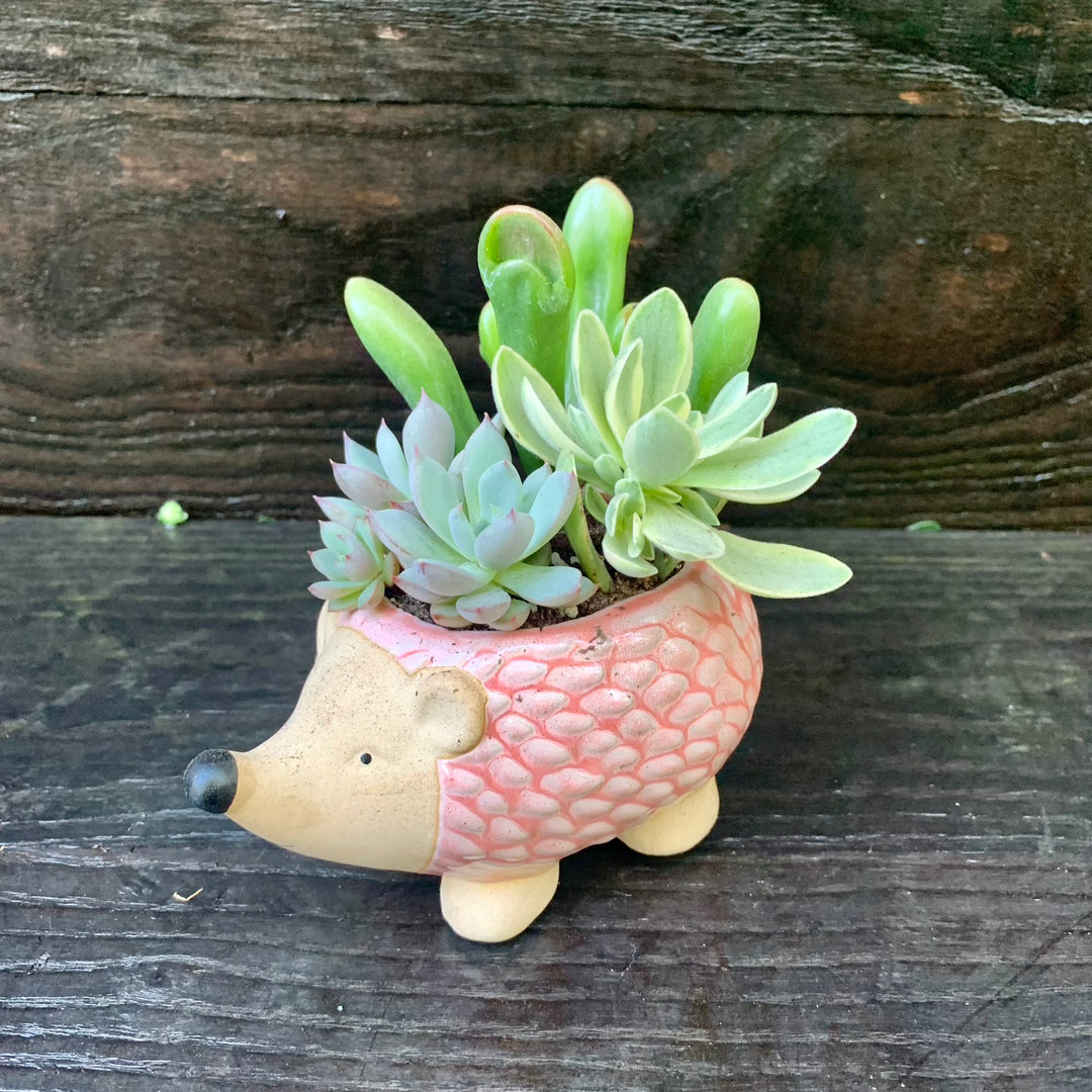 Succulent Combo ~ Assorted Succulents - Hedgehog-ServeScape