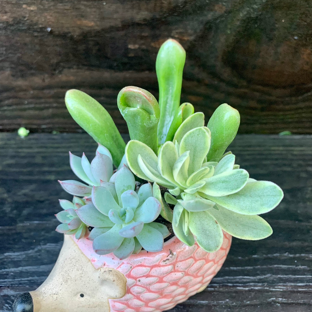 Succulent Combo ~ Assorted Succulents - Hedgehog-ServeScape