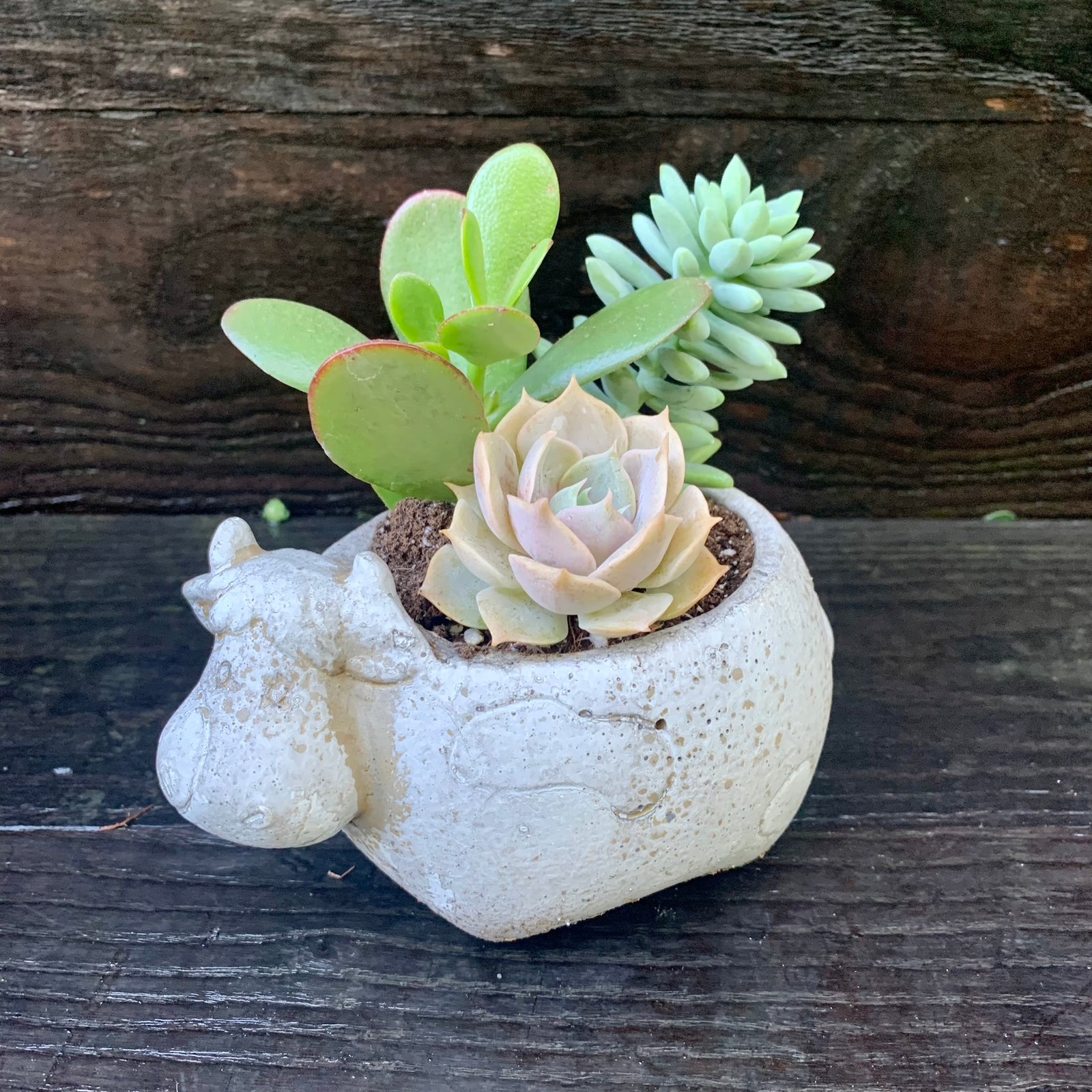 Succulent Combo ~ Assorted Succulents - Cement Cow-ServeScape