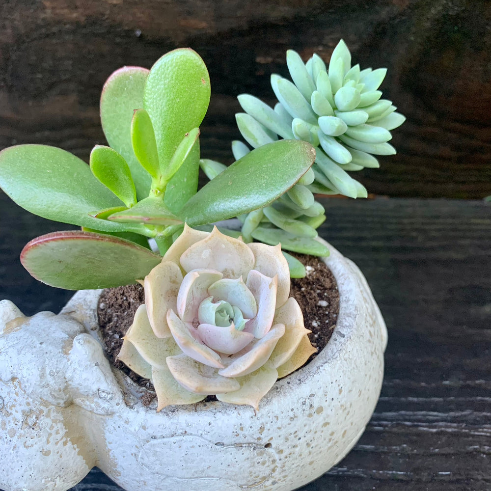 Succulent Combo ~ Assorted Succulents - Cement Cow-ServeScape