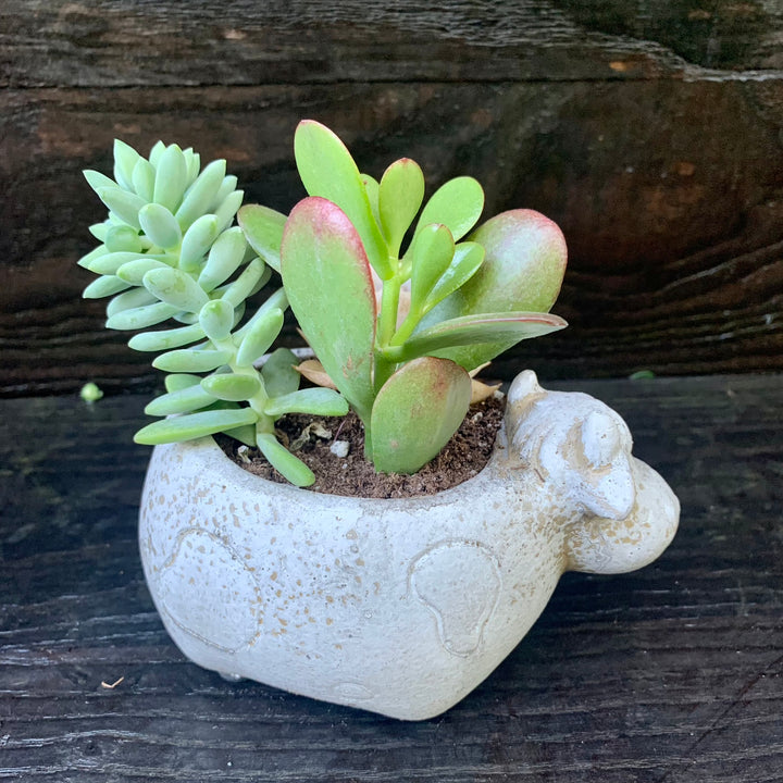 Succulent Combo ~ Assorted Succulents - Cement Cow-ServeScape