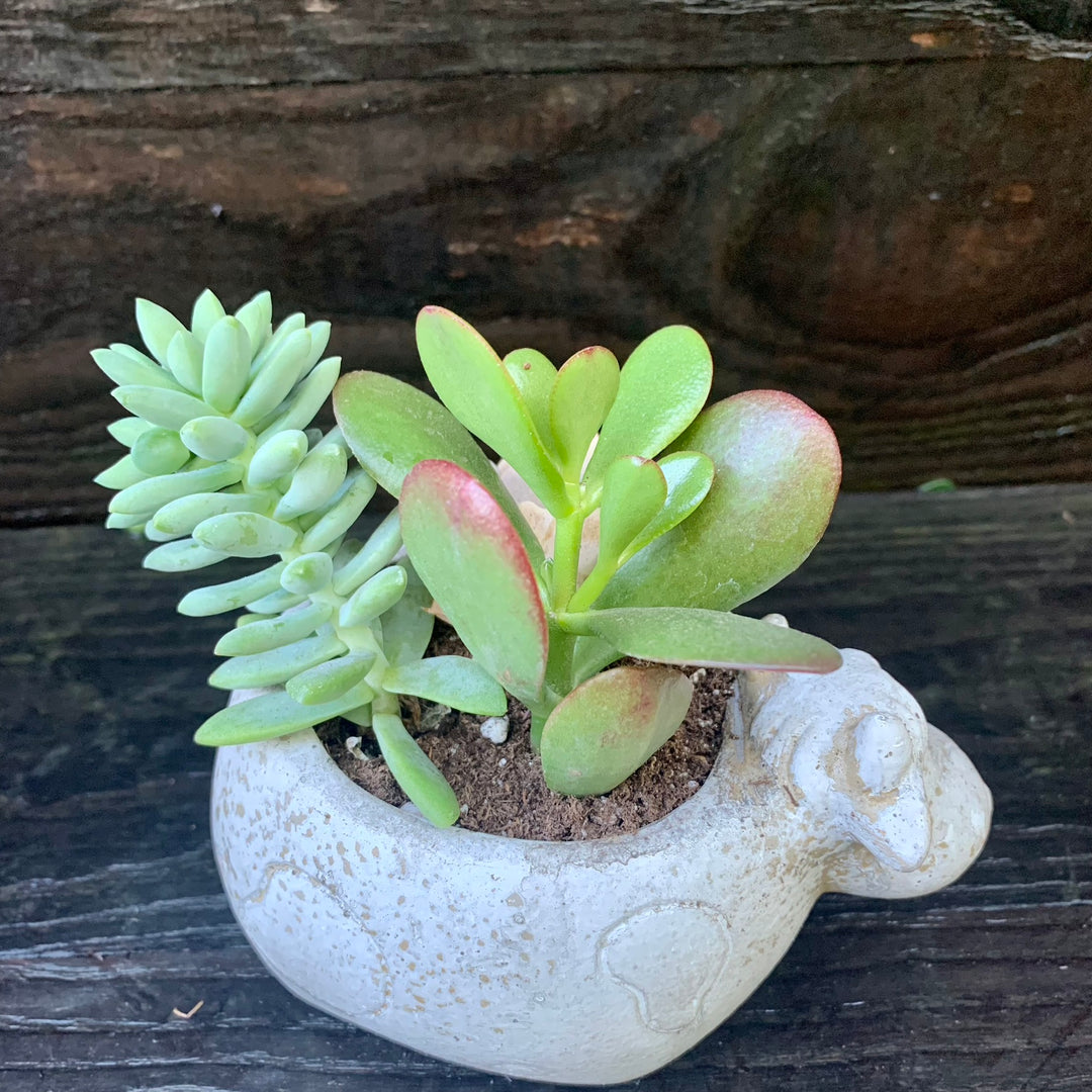 Succulent Combo ~ Assorted Succulents - Cement Cow-ServeScape