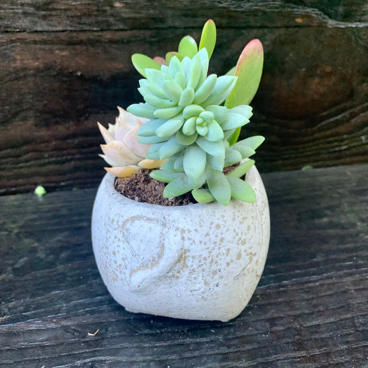 Succulent Combo ~ Assorted Succulents - Cement Cow-ServeScape