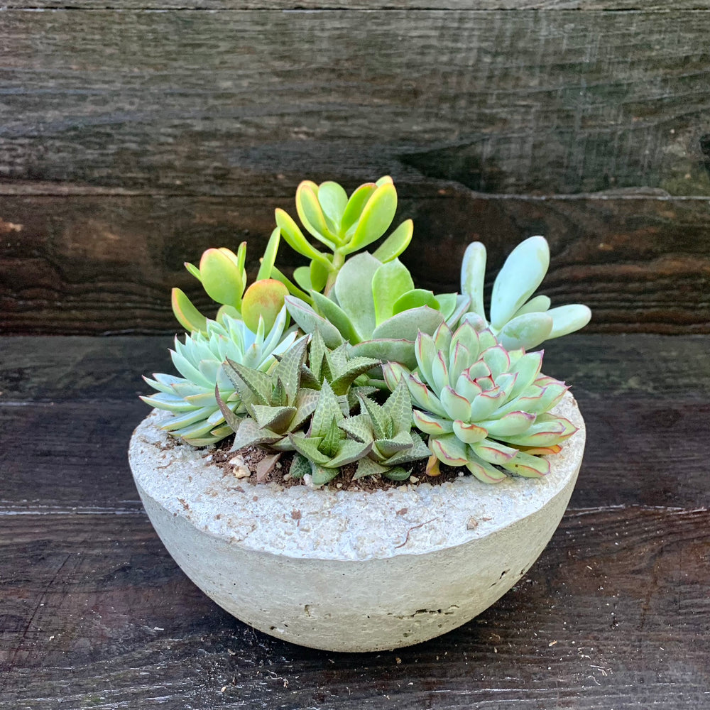 Succulent Combo ~ Assorted Succulents - Hypertufa Large Bowl-ServeScape