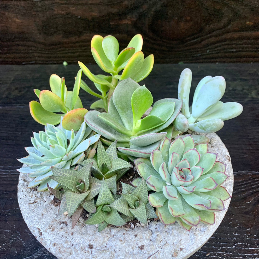 Succulent Combo ~ Assorted Succulents - Hypertufa Large Bowl-ServeScape