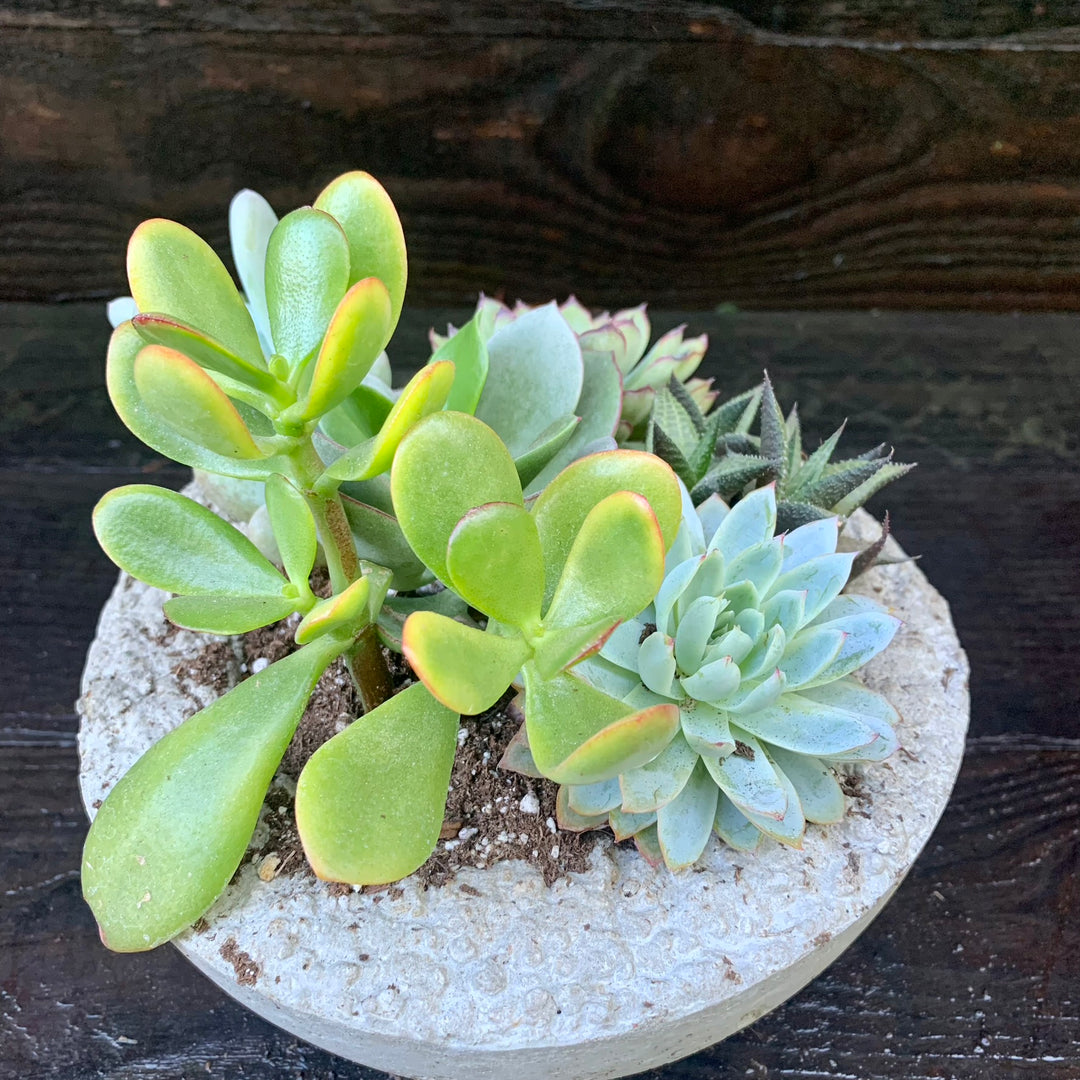 Succulent Combo ~ Assorted Succulents - Hypertufa Large Bowl-ServeScape