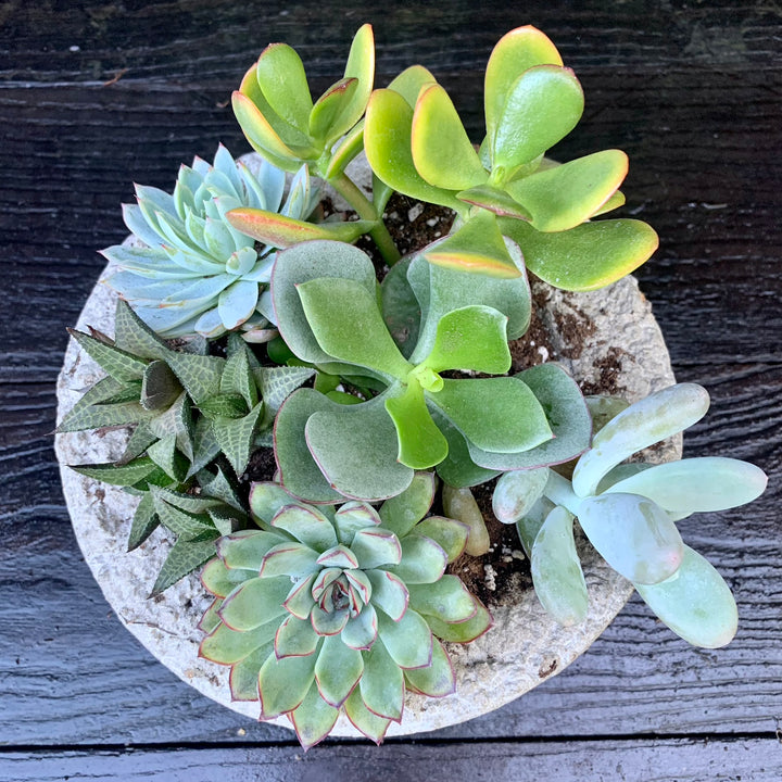 Succulent Combo ~ Assorted Succulents - Hypertufa Large Bowl-ServeScape