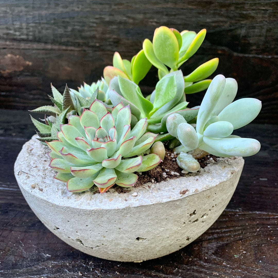 Succulent Combo ~ Assorted Succulents - Hypertufa Large Bowl-ServeScape