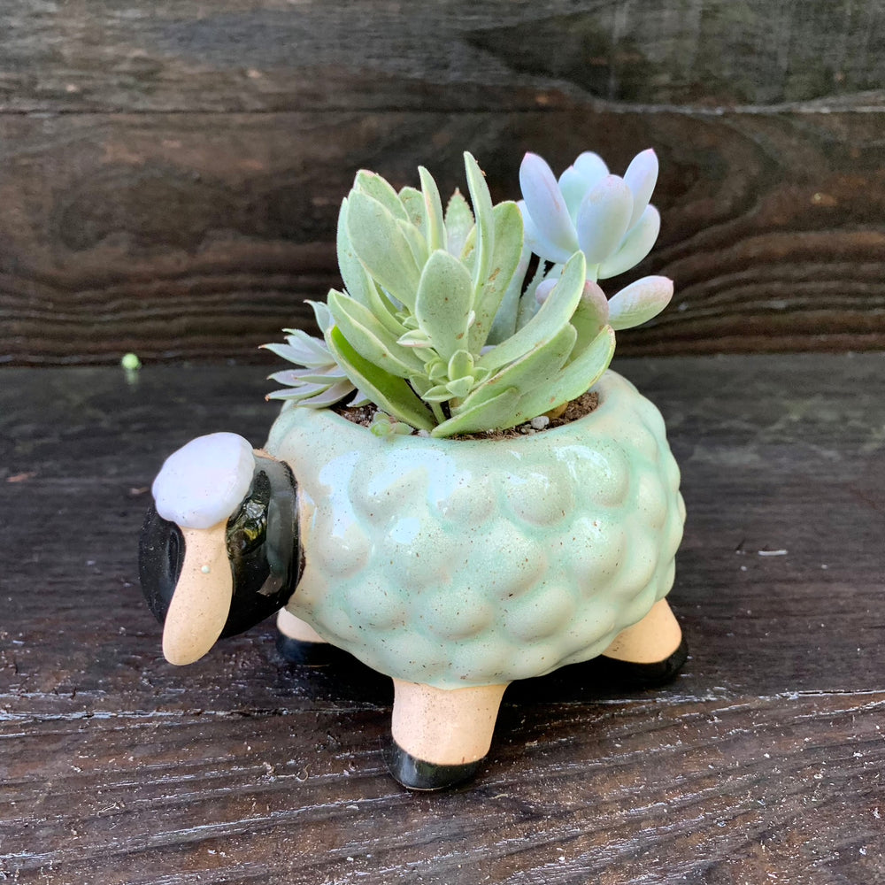 Succulent Combo ~ Assorted Succulents - Sheep-ServeScape