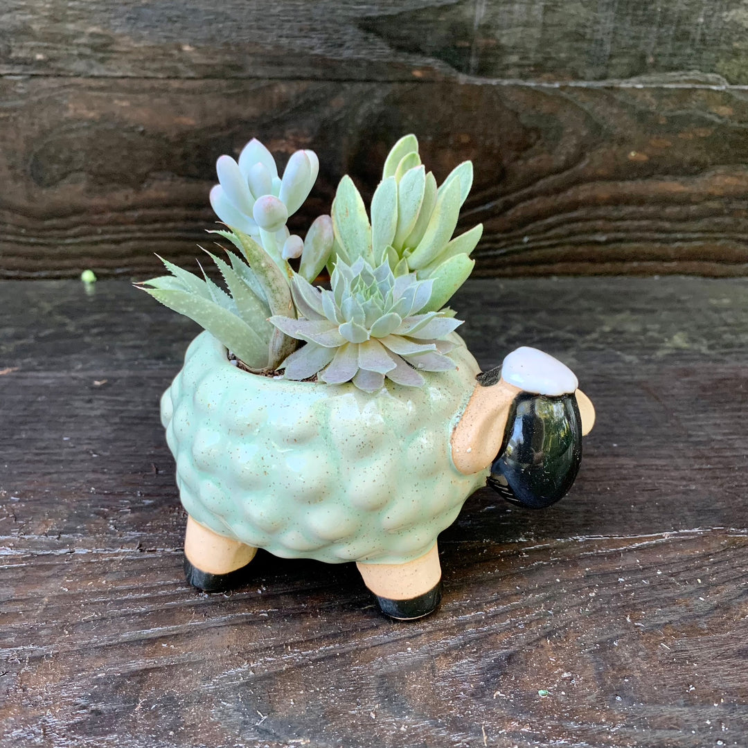 Succulent Combo ~ Assorted Succulents - Sheep-ServeScape