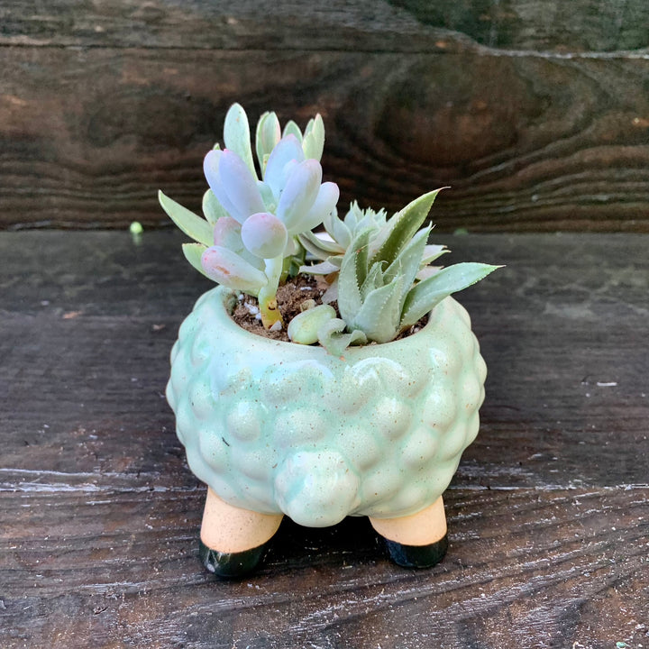 Succulent Combo ~ Assorted Succulents - Sheep-ServeScape