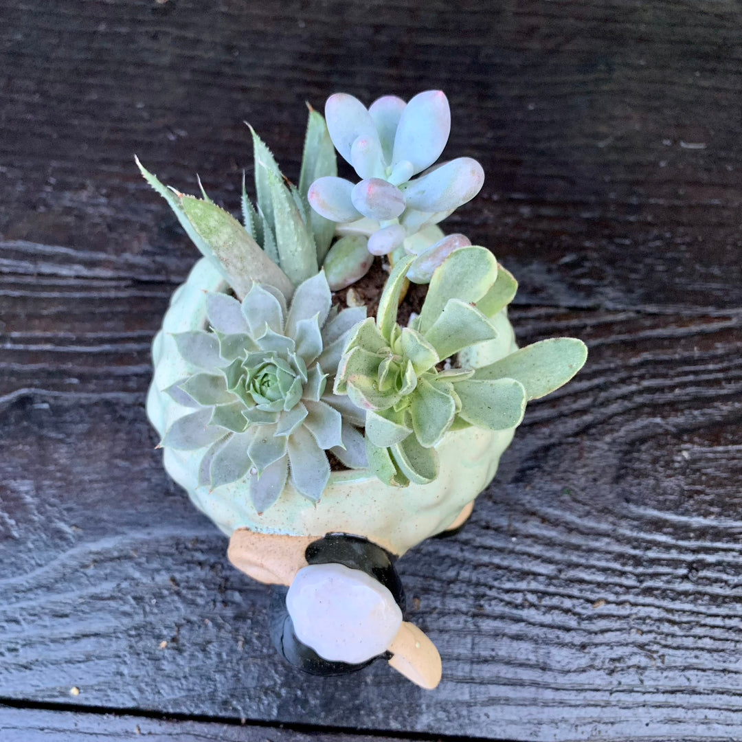 Succulent Combo ~ Assorted Succulents - Sheep-ServeScape