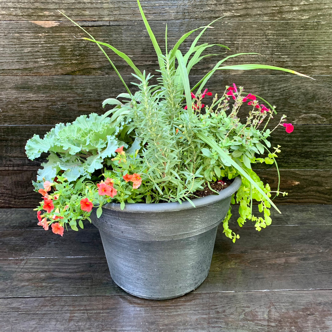 Plant Combo ~ Terra Cotta Planter Color Bowl-ServeScape