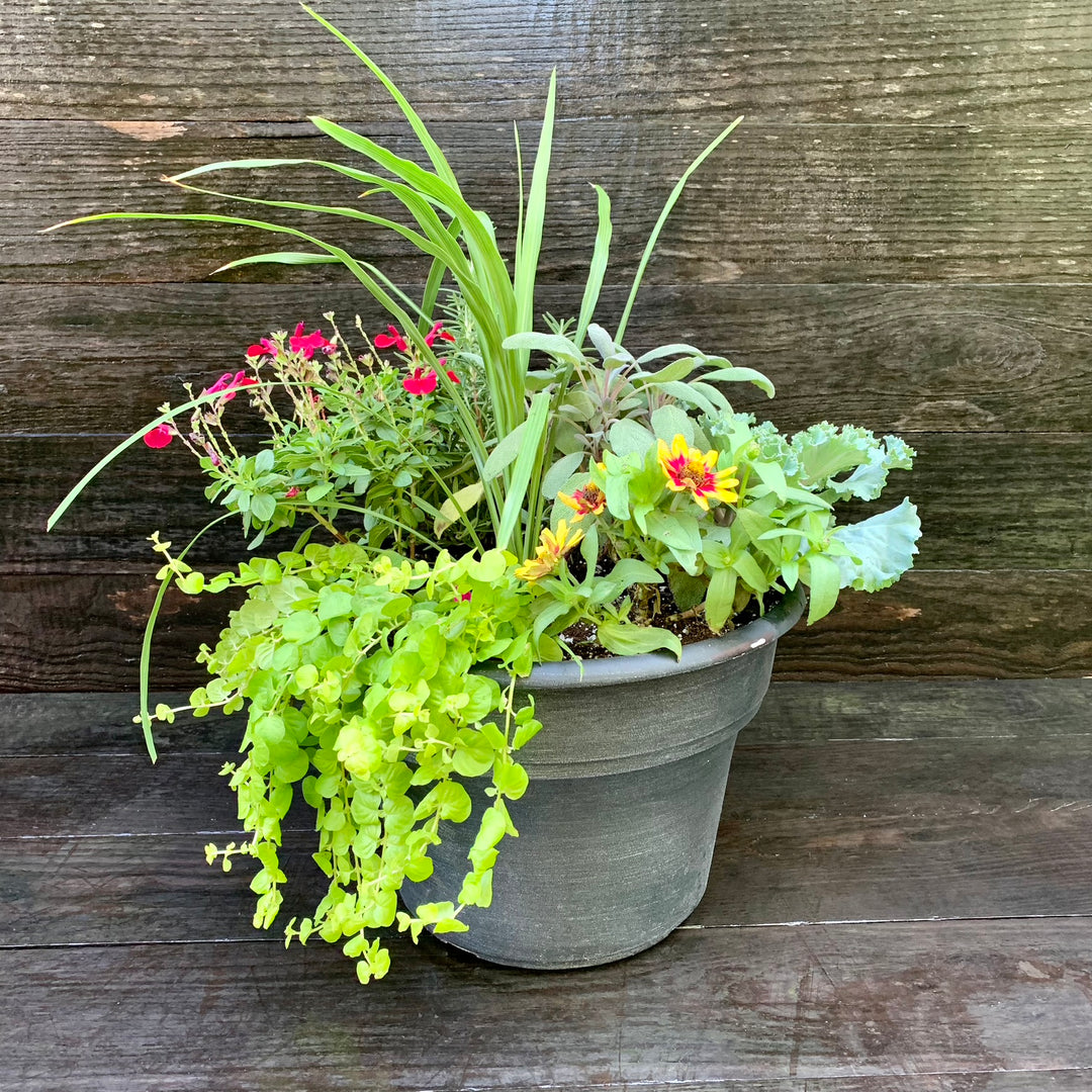 Plant Combo ~ Terra Cotta Planter Color Bowl-ServeScape