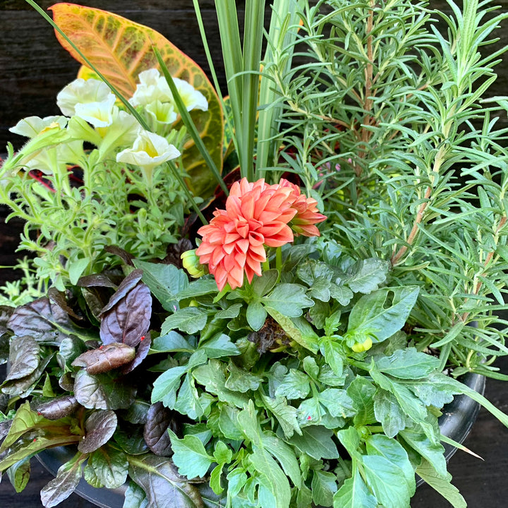 Plant Combo ~ Terra Cotta Planter Color Bowl-ServeScape