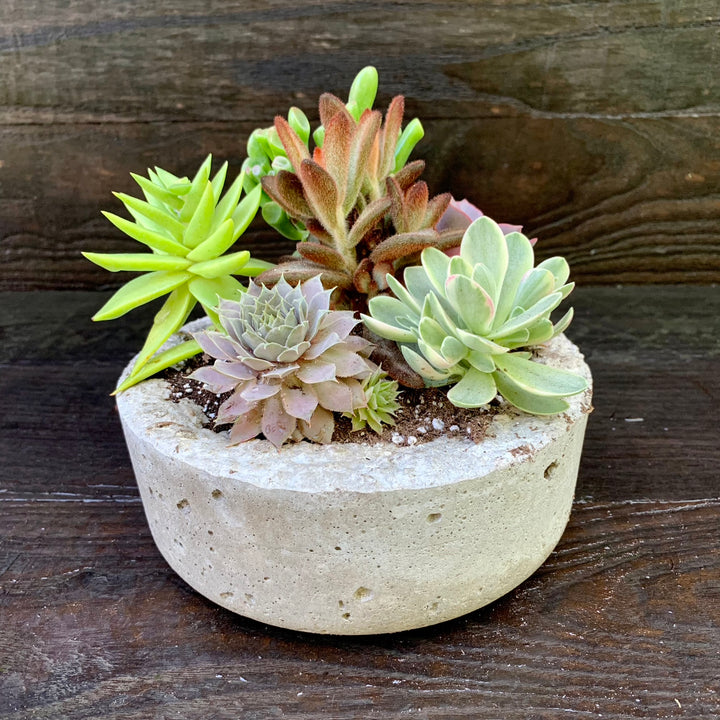 Succulent Combo ~ Assorted Succulents - Hypertufa Small Bowl-ServeScape