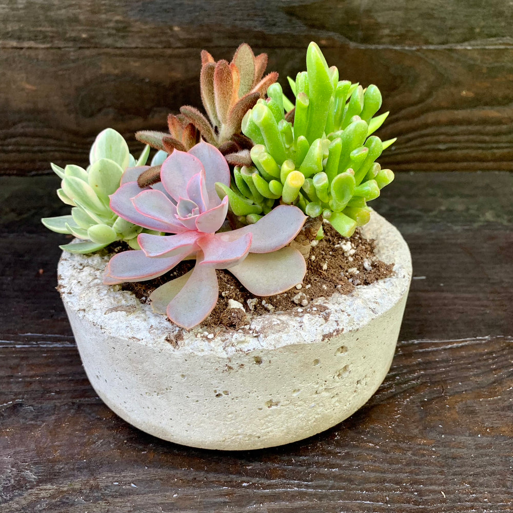 Succulent Combo ~ Assorted Succulents - Hypertufa Small Bowl-ServeScape