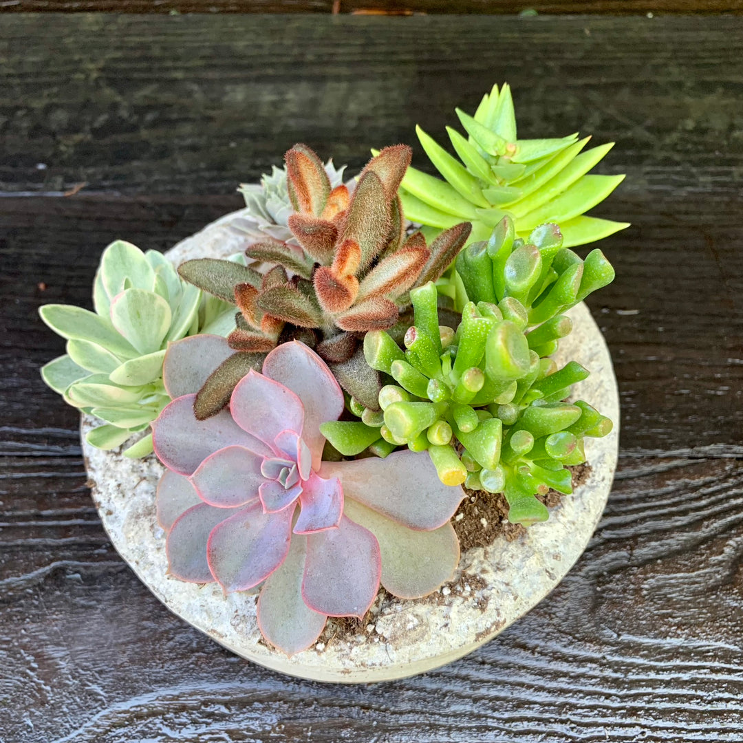 Succulent Combo ~ Assorted Succulents - Hypertufa Small Bowl-ServeScape