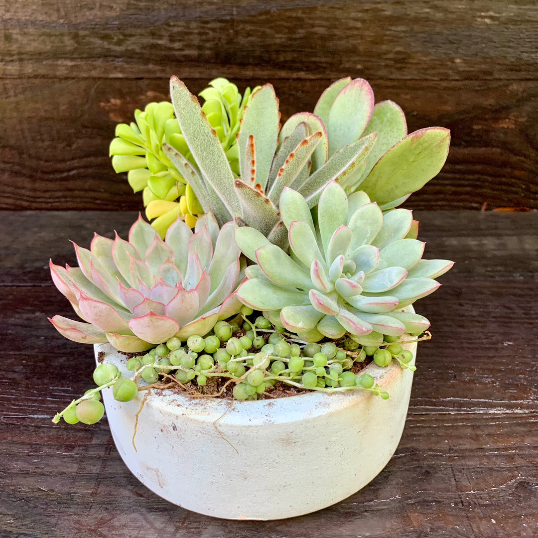 Succulent Combo ~ Assorted Succulents - Hypertufa Small Bowl-ServeScape