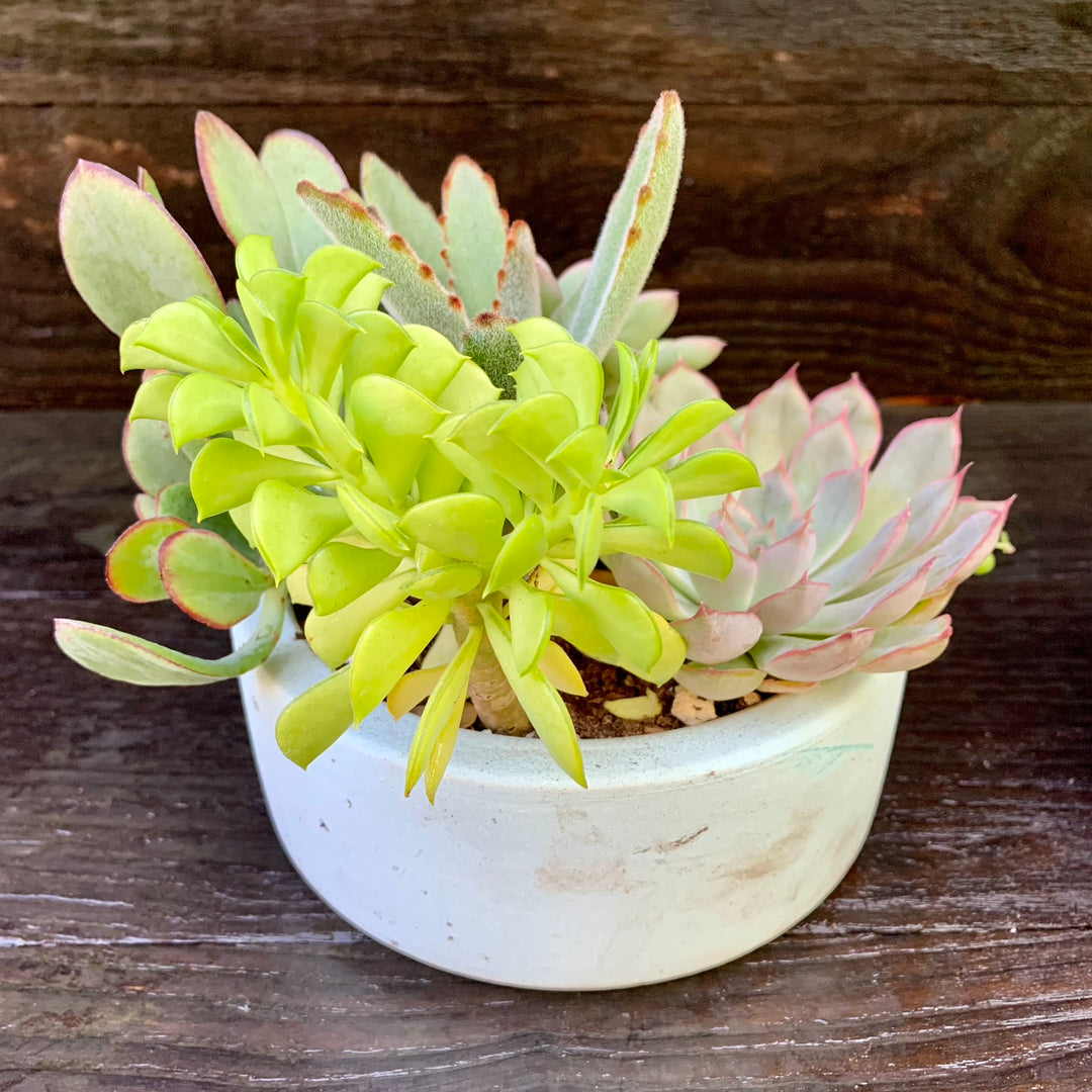 Succulent Combo ~ Assorted Succulents - Hypertufa Small Bowl-ServeScape