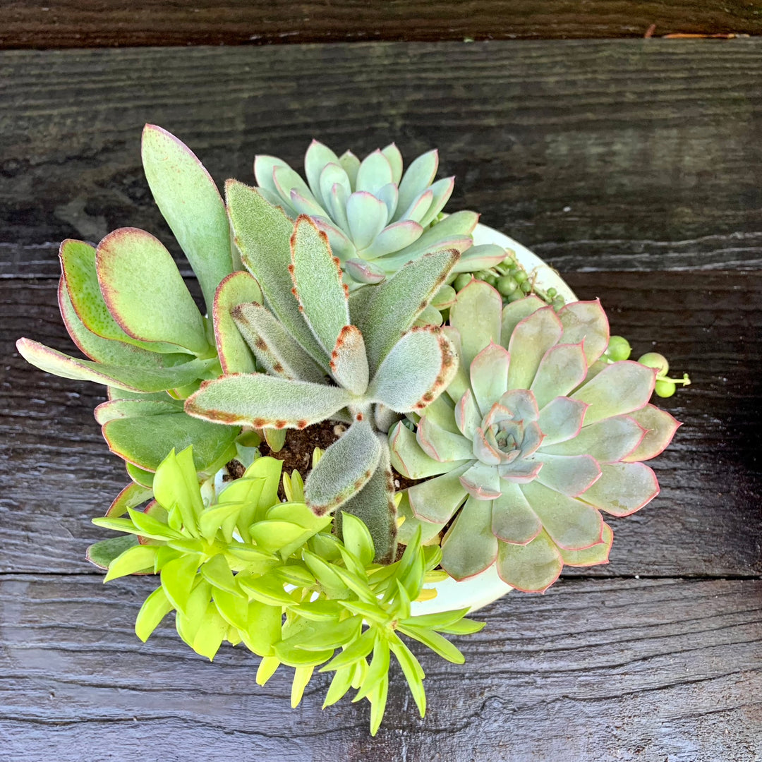 Succulent Combo ~ Assorted Succulents - Hypertufa Small Bowl-ServeScape