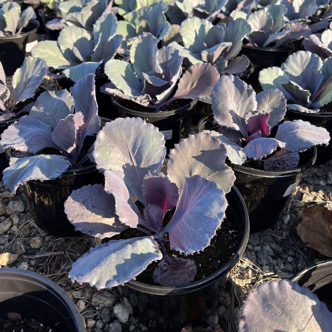 Brassica oleracea (Capitata Group) 'Ruby Perfection' ~ Ruby Perfection Cabbage-ServeScape