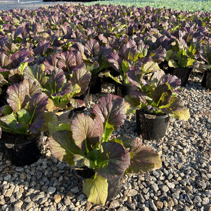 Brassica juncea 'Red Giant' ~ Red Giant Mustard-ServeScape