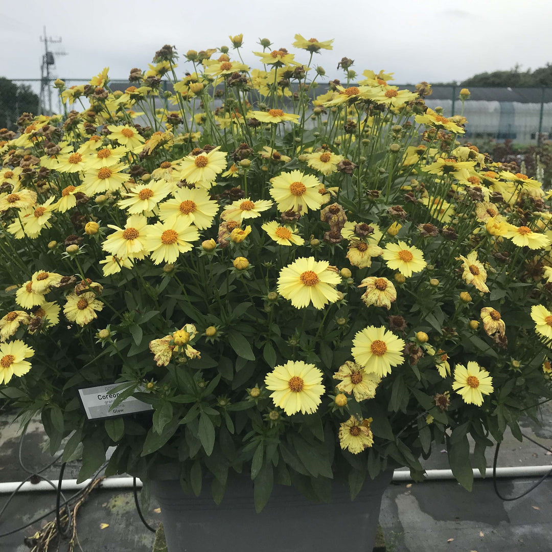 Coreopsis grandiflora 'Glow' ~ Solanna™ Glow Coreopsis-ServeScape