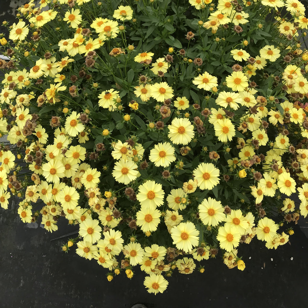 Coreopsis grandiflora 'Glow' ~ Solanna™ Glow Coreopsis-ServeScape