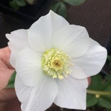 Helleborus orientalis 'Bouquet Pearl White' ~ Bouquet Pearl White Lenten Rose-ServeScape
