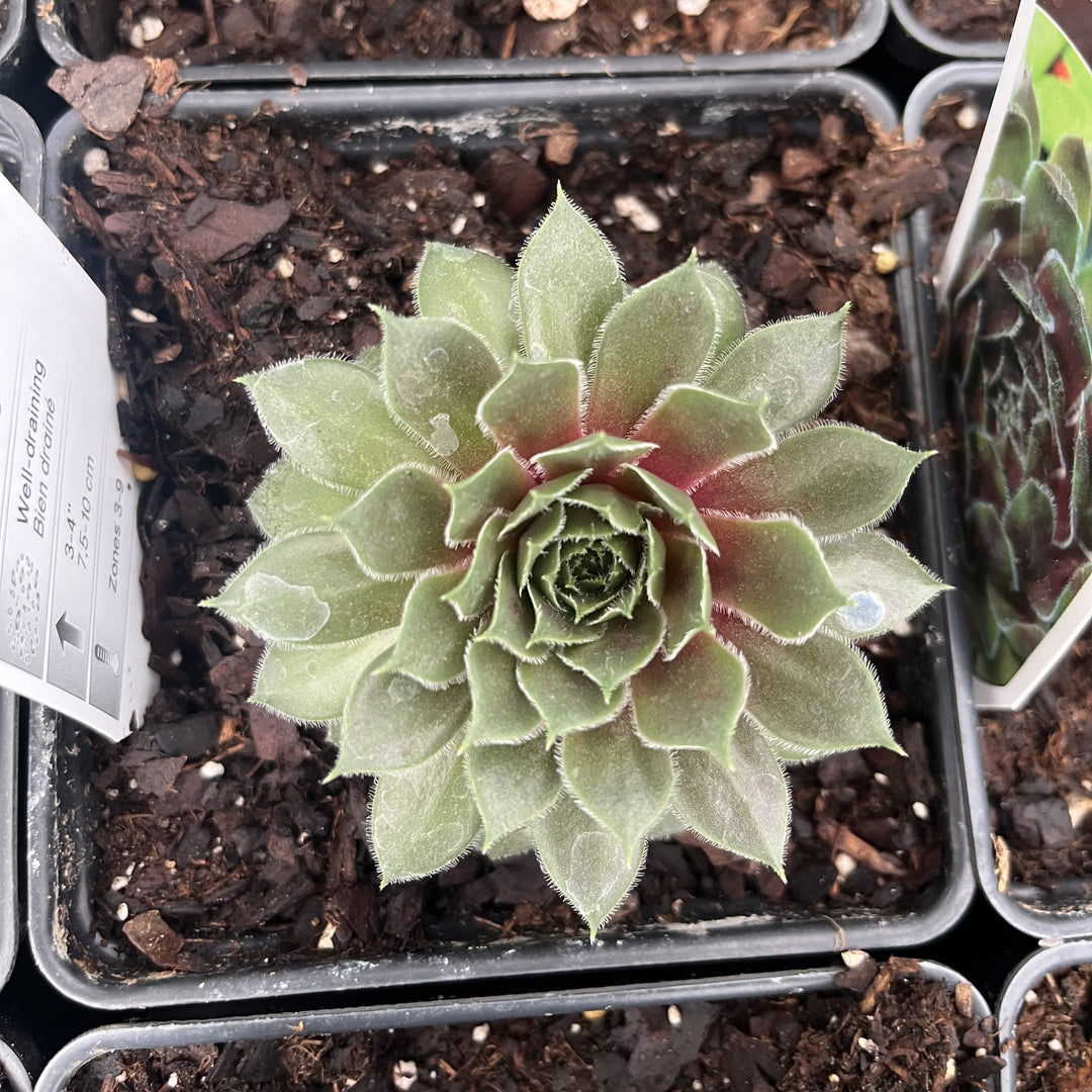 Sempervivum 'Ruby Heart' ~ Ruby Heart Hens and Chicks-ServeScape