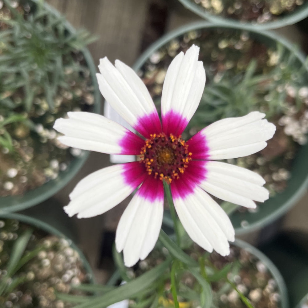 Coreopsis verticillata 'Zesty Zinger' ~ Sizzle&Spice® Zesty Zinger Coreopsis-ServeScape