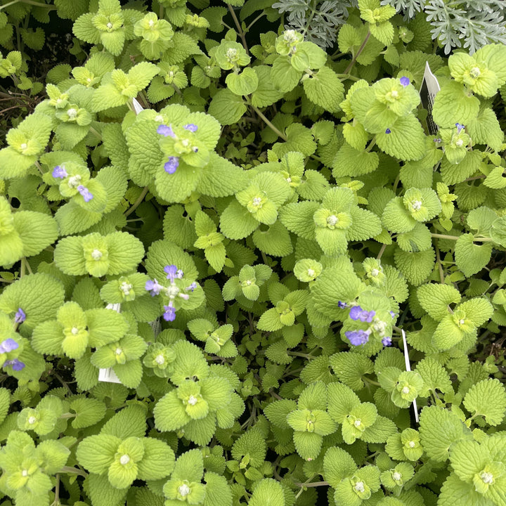 Nepeta ‘Chartreuse on the Loose’ ~ Chartreuse on the Loose Catmint-ServeScape