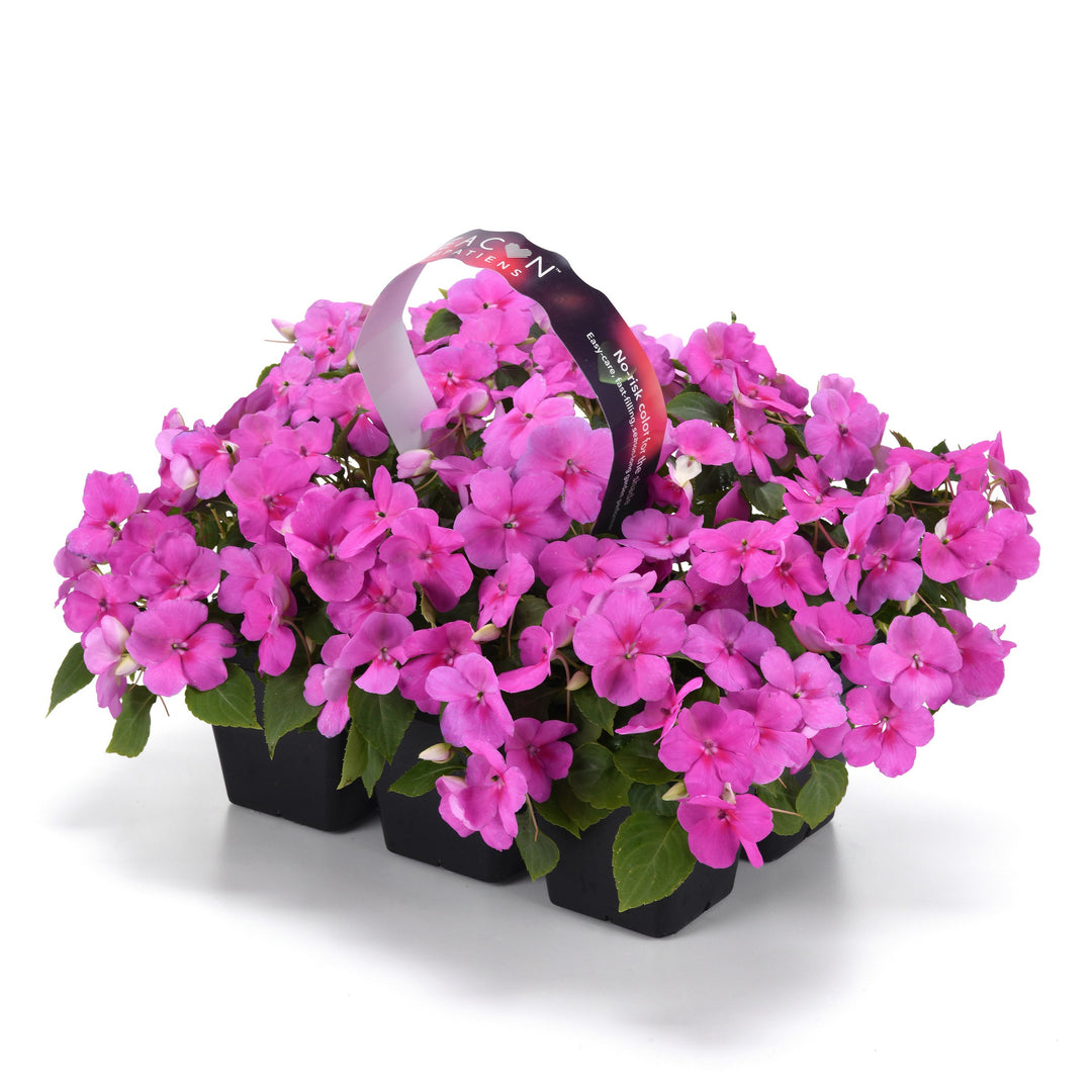 Impatiens walleriana 'PAS1438369' ~ Beacon® Blue Pearl Impatiens-ServeScape