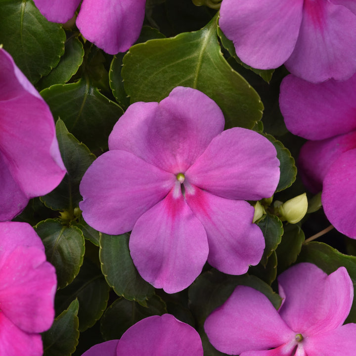 Impatiens walleriana 'PAS1438369' ~ Beacon® Blue Pearl Impatiens-ServeScape
