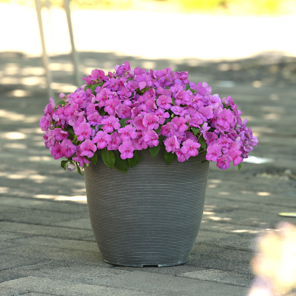 Impatiens walleriana 'PAS1438369' ~ Beacon® Blue Pearl Impatiens-ServeScape