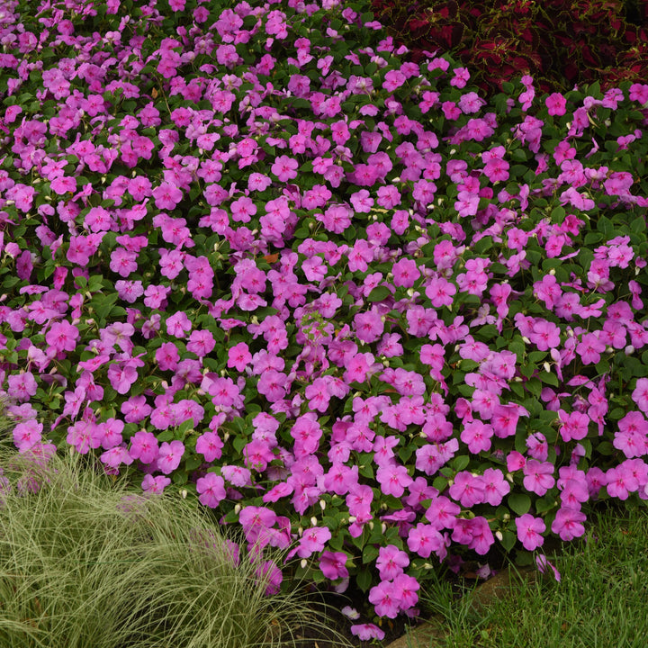 Impatiens walleriana 'PAS1438369' ~ Beacon® Blue Pearl Impatiens-ServeScape
