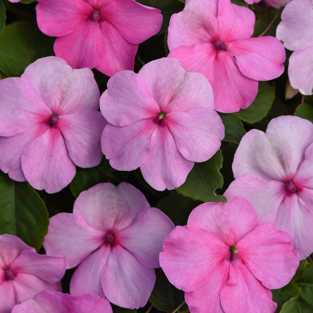 Impatiens walleriana 'PAS1627392' ~ Beacon® Light Pink Impatiens-ServeScape