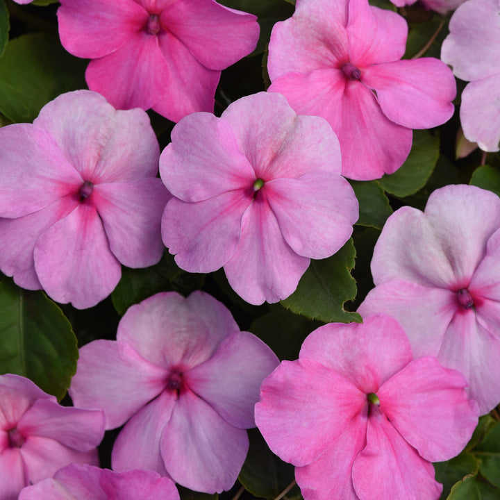 Impatiens walleriana 'PAS1627392' ~ Beacon® Light Pink Impatiens-ServeScape