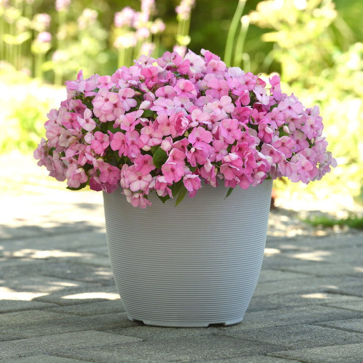 Impatiens walleriana 'PAS1627392' ~ Beacon® Light Pink Impatiens-ServeScape