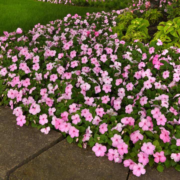 Impatiens walleriana 'PAS1627392' ~ Beacon® Light Pink Impatiens-ServeScape