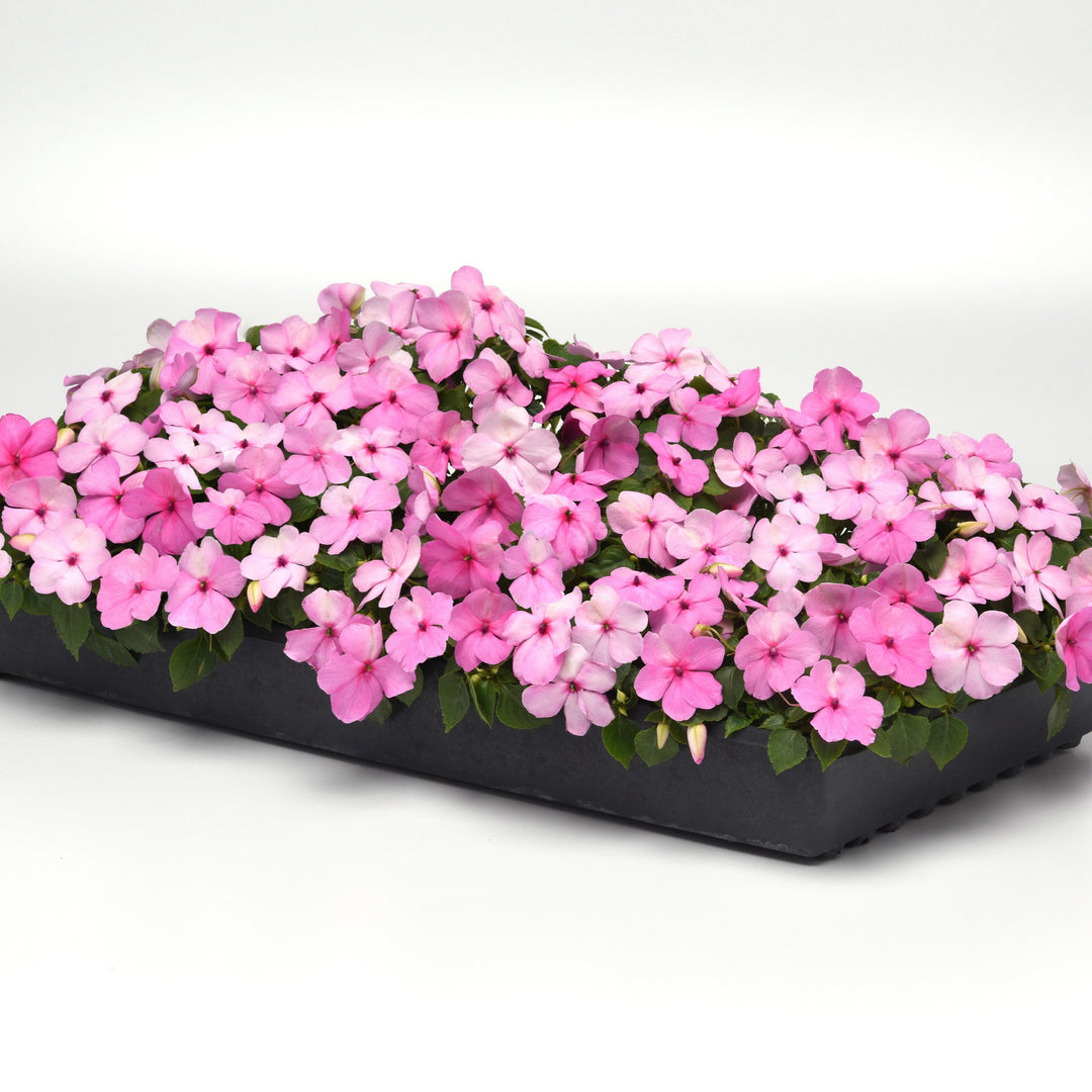 Impatiens walleriana 'PAS1627392' ~ Beacon® Light Pink Impatiens-ServeScape