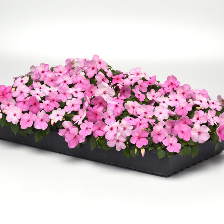 Impatiens walleriana 'PAS1627392' ~ Beacon® Light Pink Impatiens-ServeScape