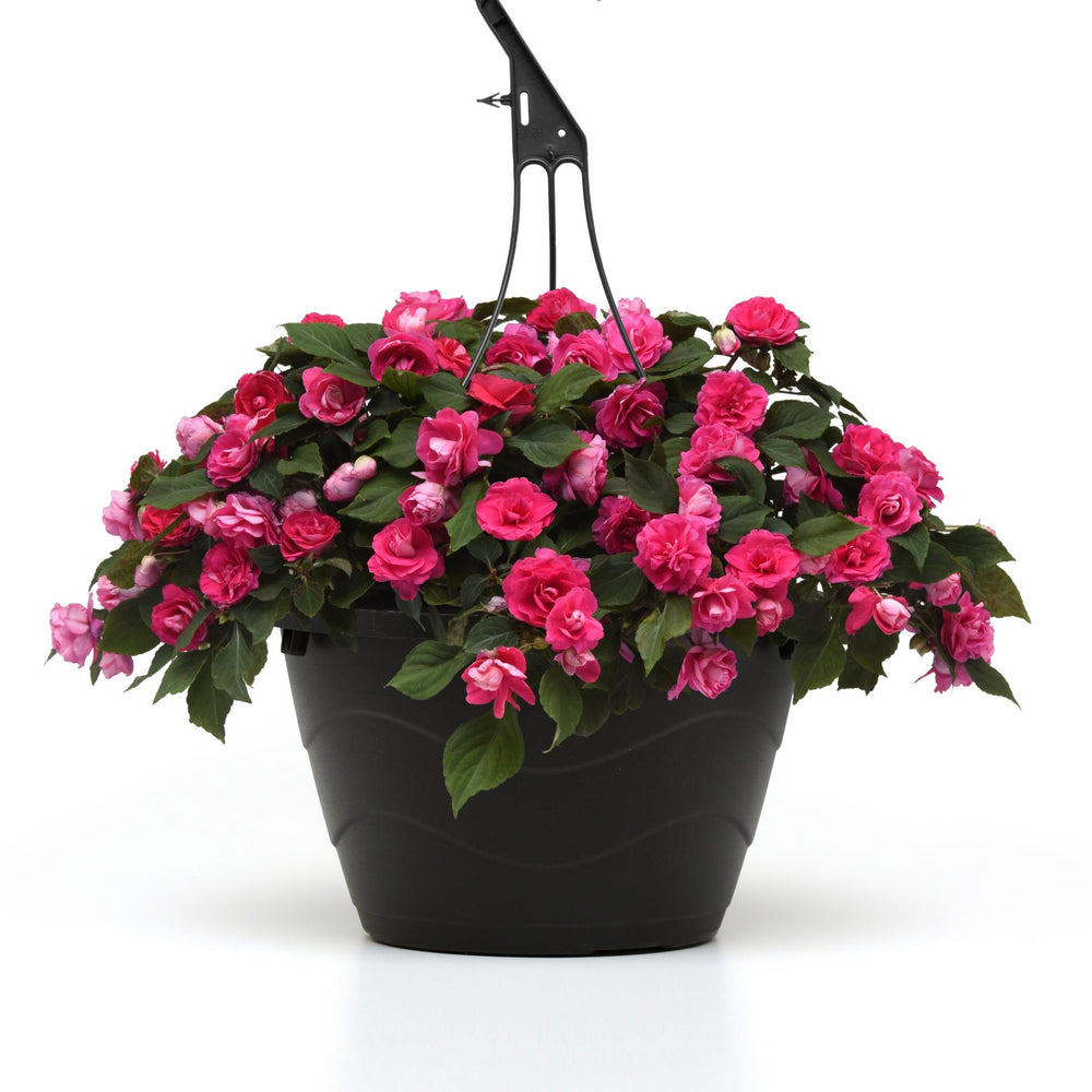 Impatiens walleriana 'Balglimotin' ~ Glimmer™ Hot Pink Double Impatiens-ServeScape