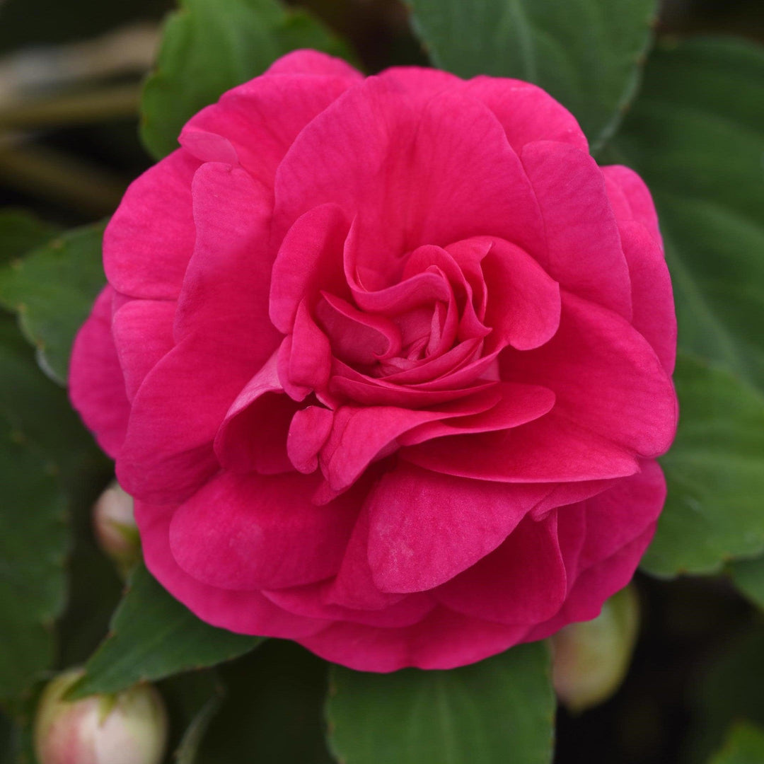 Impatiens walleriana 'Balglimotin' ~ Glimmer™ Hot Pink Double Impatiens-ServeScape