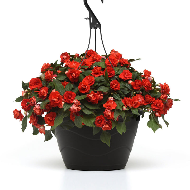 Impatiens walleriana 'Balglimbred' ~ Glimmer™ Bright Red Double Impatiens-ServeScape