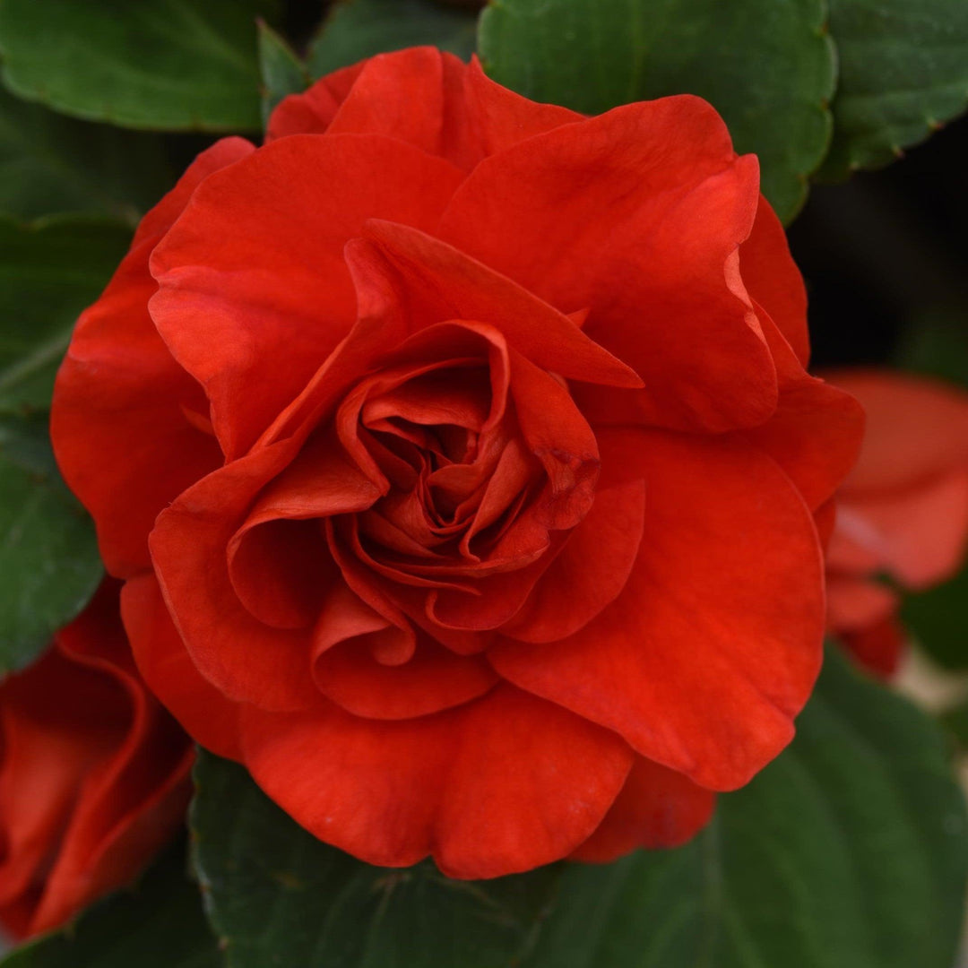 Impatiens walleriana 'Balglimbred' ~ Glimmer™ Bright Red Double Impatiens-ServeScape